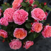 Stars Rose